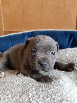 Stafordšírsky bulteriér - 3