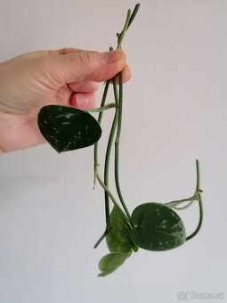 Odrezky izboviek - 3