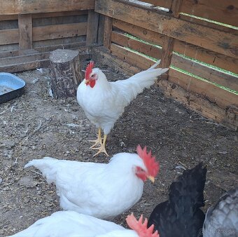 10 Tyždňové Leghorn Kohutiky - 3