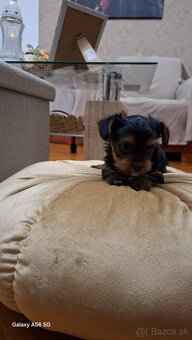 Yorkshire Terrier - 3