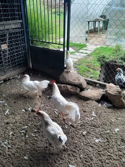Leghorn - 3