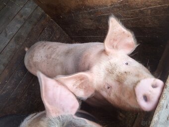 Predám svine - 3