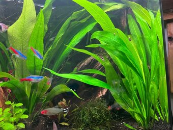 Predám akváriovú rastlinu – Echinodorus bleheri - 3