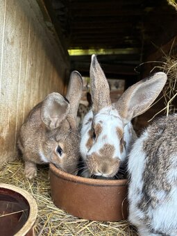 Predám králikov do chovu - 3