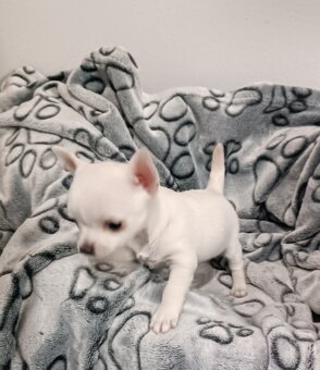 Civava kratkosrsta mini - 3