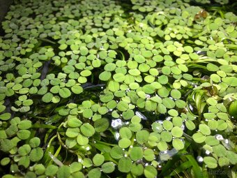 Predam akvaristicke rastliny Vallisneria Spiralis - 3