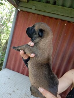Belgický ovčiak malinois - 3