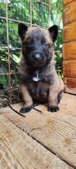 Belgický ovčiak malinois - 3