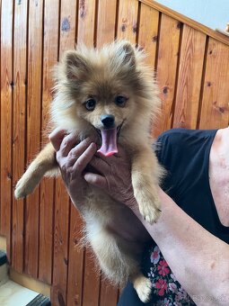 Pomeranian - 3