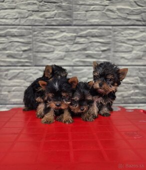 Yorkshirsky terier - 3