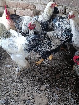 Brahmanka - wiandotka - 3