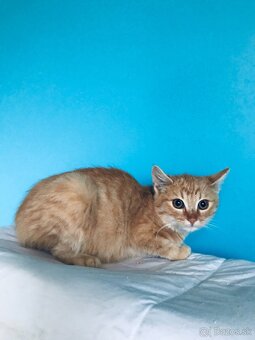 CLYDE SI HĽADÁ DOMOV VO VNÚTRI - 3