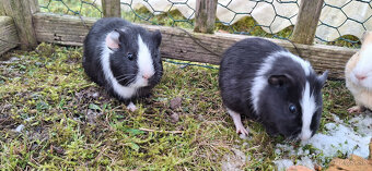 Predám morské prasiatka - 3