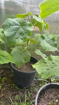Paulownia(cisársky) strom - 3