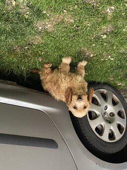 Cockapoo - 3