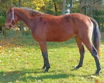 Dvouletý valach - 3