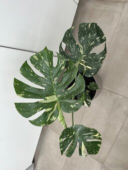 Monstera thai constalation - 3