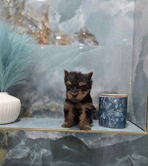 Yorkshirsky terier - 3