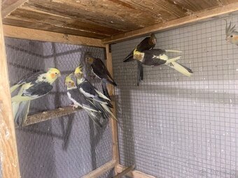 Mladé andulky a korely - 3