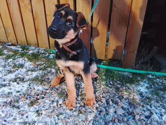 Nemecký ovčiak - 3