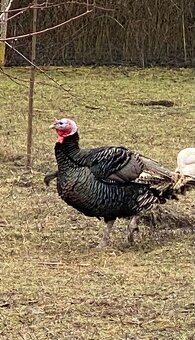 Predám živého moriaka - 3