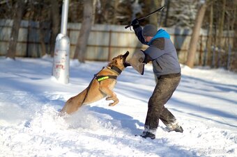 Ponúkam na krytie belgického ovčiaka Malinois - 3