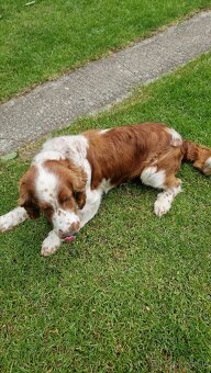 Welsh springer spaniel, predaj - 3