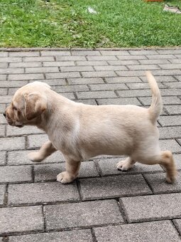 Šteniatka labrador - 3