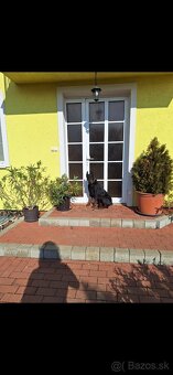 Doberman na krytie - 3