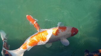 Koi kapre - 3