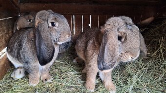 Francúzsky baran - 3