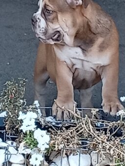 Anglicky buldog - 3