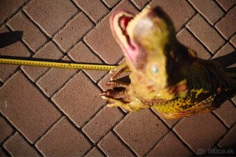 Velke dinosaury (50-80cm) (trex, brontosaurus a pod) - 3