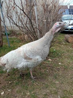 Predám moriaka a morky divé - 3