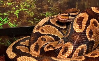 Python regius,ball python - 3