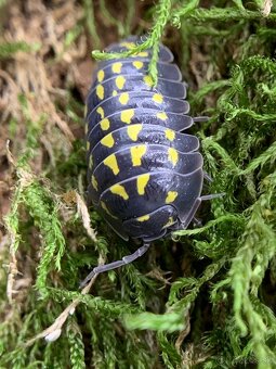 Isopod / Isopody - 3