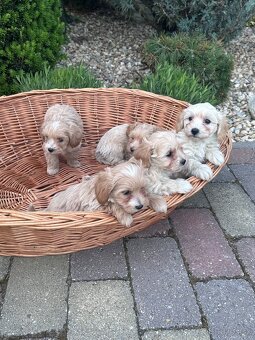 Maltipoo,pudel,maltezak - 3