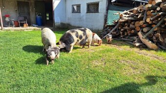 Kune kune - 3