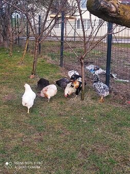 Araucana nasadove vajcia - 3