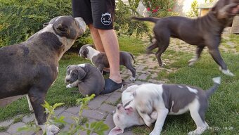 American bully XL, Americký stafordsirsky terier, - 3