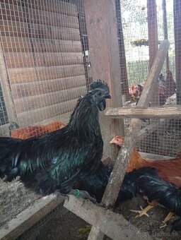 Kohút ayam cemani - 3