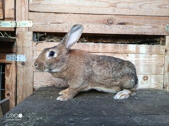 Samica kríženec 1 rok - 3