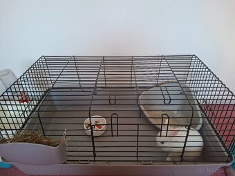 Zakrsly králik levík s modrými očkami - 3