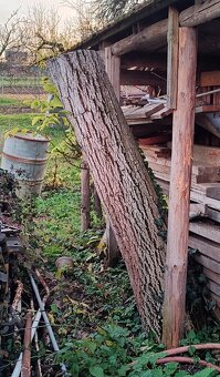 Predám orechové drevo gulatinu - 3