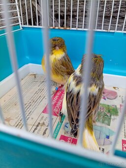 Kanariky gloster - 3