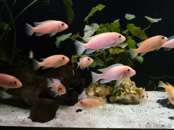 Maylandia estherae - 3