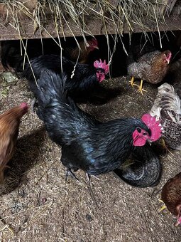 Predám kohútov - 3