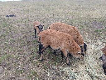 Kamerúnske ovce - 3