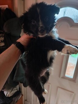 Border collie kiskutyák eladók - 3