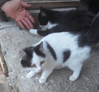 Darujeme 6-mesačné mačiatka - 3